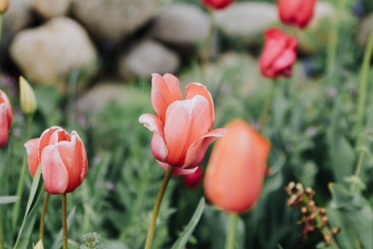 Becca leather&lace-28